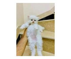 Persian Punch Face Kitten