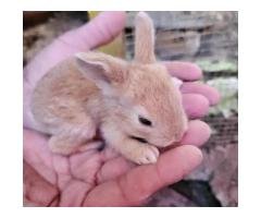 Baby Fancy Rabbit