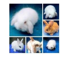 fancy Rabbits & Bunnies