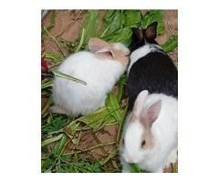 Baby Rabbits for Sale