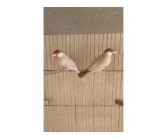 Fawn Java Finch Pair
