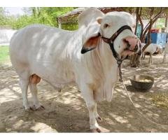 Qurbani Cow 2026