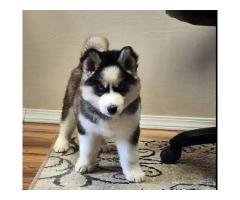 Siberian Husky Puppies