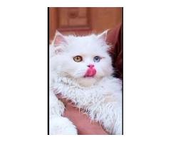 Persian Punch Face Kittens
