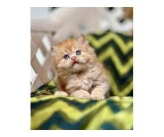 Persian Punch Face Kittens