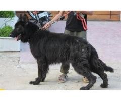 German Shepherd Pair
