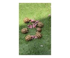 Sulcata Tortoise for Sale
