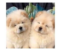 Imported Chow Chow Puppies