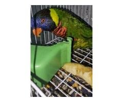 Lory Parrot for Sale
