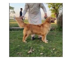 Golden Retriever Female Dog