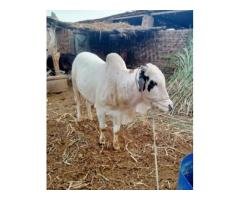 Qurbani Cows for Sale