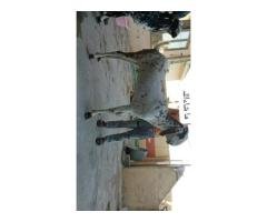Qurbani Bakra 2026