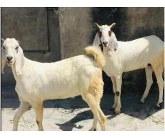 Pure Desi Bakra Pair