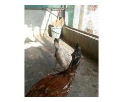Desi Murga for Sale