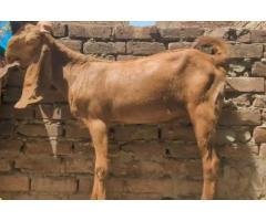 Makhi Cheeni Bakra & Goat Family