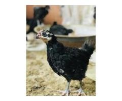 Australorp Chicks