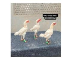 Ko Shamo & Fancy Hens