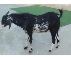 Qurbani Bakray Pair