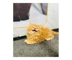 Persian Punch Face Kittens