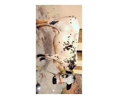 Cholistani Friesian Cows Pair