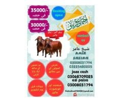 Qurbani Hissa (Cow/Bull)