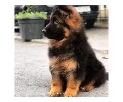 German Shepherd Puppy