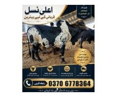 Pure Cholistani Cow