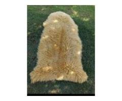 Natural Sheepskin Carpet/Rug for Rs 3,500