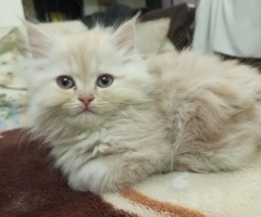 🐱 Persian Triple-Coated Litter-Trained Cats for Sale