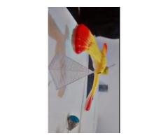 Female Customer Support Agents