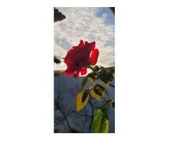 Visiting Surgeons, Gynecologists & Urologists Needed