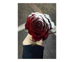 Reliable Security & General Support Available