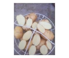 AVR Potatoes for Fries & Crisps