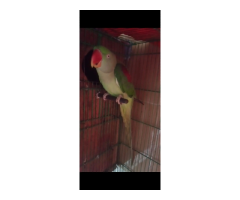 Green Kashmiri Parrot – Female, 2 Years