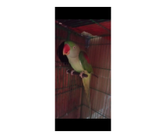 Green Kashmiri Parrot – Female, 2 Years