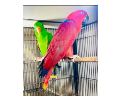 African Grey & Exotic Birds – Healthy Hand-Tamed