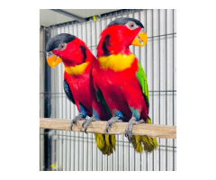 African Grey & Exotic Birds – Healthy Hand-Tamed