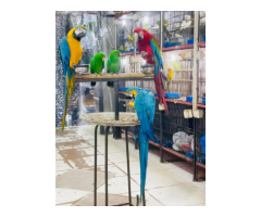 African Grey & Exotic Birds – Healthy Hand-Tamed