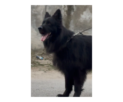 FCI Pedigree German Shepherd Male for Stud