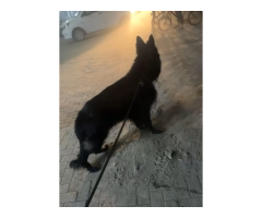 FCI Pedigree German Shepherd Male for Stud