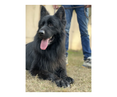 FCI Pedigree German Shepherd Male for Stud