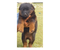 German Shepherd Puppies