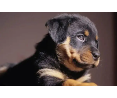 Rottweiler Puppies