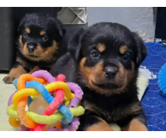 Rottweiler Puppies