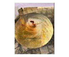 Premium Sufi Whirling Dervish Art