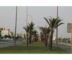 41 Marla Residential Plot for Sale