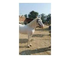 Royal White Nukra Horse for Sale