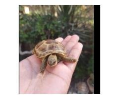Small Russian Tortoise for Sale