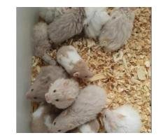 Adorable Syrian Hamsters for Sale