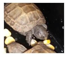 Russian Tortoises for Sale